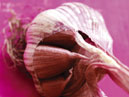 picture of garlic