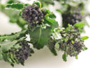 picture of sprouting vegetable